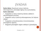 Vaisių ir daržovių mikroorganizmai. Pienarūgštis rūgimas ir jo panaudojimas 2 puslapis