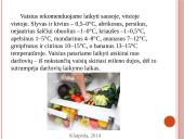 Vaisių ir daržovių mikroorganizmai. Pienarūgštis rūgimas ir jo panaudojimas 12 puslapis