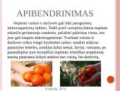 Vaisių ir daržovių mikroorganizmai. Pienarūgštis rūgimas ir jo panaudojimas 13 puslapis