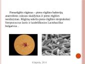 Vaisių ir daržovių mikroorganizmai. Pienarūgštis rūgimas ir jo panaudojimas 15 puslapis