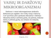 Vaisių ir daržovių mikroorganizmai. Pienarūgštis rūgimas ir jo panaudojimas 6 puslapis