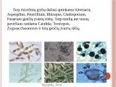 Vaisių ir daržovių mikroorganizmai. Pienarūgštis rūgimas ir jo panaudojimas 7 puslapis