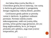 Vaisių ir daržovių mikroorganizmai. Pienarūgštis rūgimas ir jo panaudojimas 8 puslapis