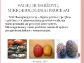 Vaisių ir daržovių mikroorganizmai. Pienarūgštis rūgimas ir jo panaudojimas 9 puslapis