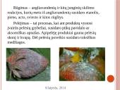 Vaisių ir daržovių mikroorganizmai. Pienarūgštis rūgimas ir jo panaudojimas 10 puslapis