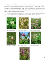 Ankštinių žolių (dobilų, liucernų) selekcijos ypatumai in vitro selekcijos kryptys 8 puslapis