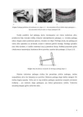 Ratinio traktoriaus dinamika nuo padangų įtakos 10 puslapis