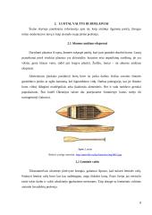 Jūreivystės atsiradymas ir jos vystimas iki burinių laivų 8 puslapis