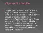 Nykstantys augalai 2 puslapis