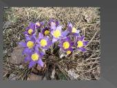 Nykstantys augalai 3 puslapis