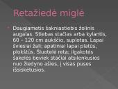 Nykstantys augalai 4 puslapis