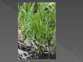 Nykstantys augalai 5 puslapis