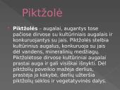 Nykstantys augalai 7 puslapis