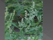 Nykstantys augalai 8 puslapis