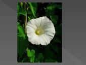 Nykstantys augalai 10 puslapis