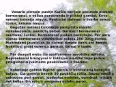 Kuršių nerija skaidrės 12 puslapis