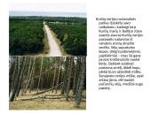 Kuršių nerija skaidrės 3 puslapis
