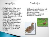 Belgija – valstybė Vakarų Europoje 3 puslapis