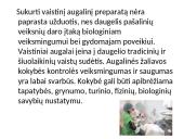 Priemaišos ir teršalai vaisinėse augalinėse medžiagose 2 puslapis