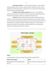 Eksporto politika, jos įgyvendinimo kryptys ir priemonės individualioje įmonėje „Dalduva“ 20 puslapis