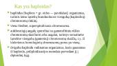 Haploidų panaudojimas genetiniuose tyrimuose ir selekcijos praktikoje 2 puslapis