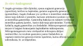 Haploidų panaudojimas genetiniuose tyrimuose ir selekcijos praktikoje 4 puslapis