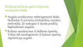 Haploidų panaudojimas genetiniuose tyrimuose ir selekcijos praktikoje 6 puslapis