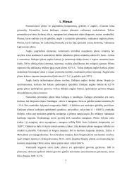 Plieno žymėjimas Europoje 2 puslapis