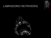 Labradoro retriveris