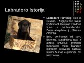 Labradoro retriveris 2 puslapis