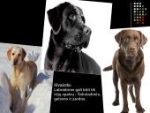 Labradoro retriveris 3 puslapis