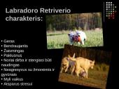 Labradoro retriveris 4 puslapis