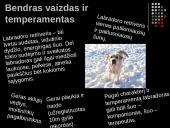 Labradoro retriveris 5 puslapis