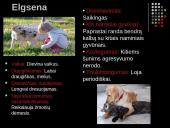 Labradoro retriveris 6 puslapis