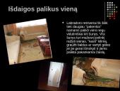 Labradoro retriveris 8 puslapis