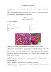 Vienmetės ir dvimetės gėlės 14 puslapis
