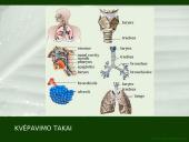 Kvėpavimo organų ligų profilaktika 15 puslapis