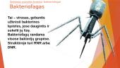 Eukariotiniai organizmai: Bakteriofagai 5 puslapis