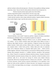 Variklių cilindrų blokų ir įvorių remontas 5 puslapis