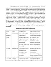 Kognityvinė raidos teorija 3 puslapis