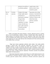 Kognityvinė raidos teorija 4 puslapis