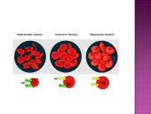 Medžiagų pernaša pro biologines membranas 17 puslapis
