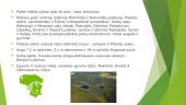Nacionaliniai parkai Lietuvoje 10 puslapis