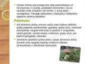 Lietuvių papročiai, skirtumai 15 puslapis