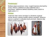 Lietuvių papročiai, skirtumai 10 puslapis