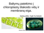 Baltymų patekimo į chloroplastų tilakoido vidų ir membraną eiga