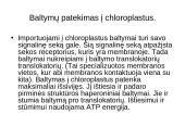 Baltymų patekimo į chloroplastų tilakoido vidų ir membraną eiga 3 puslapis