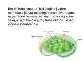 Baltymų patekimo į chloroplastų tilakoido vidų ir membraną eiga 5 puslapis