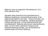 Baltymų patekimo į chloroplastų tilakoido vidų ir membraną eiga 6 puslapis