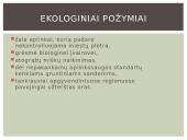 Besivystanti šalis 6 puslapis